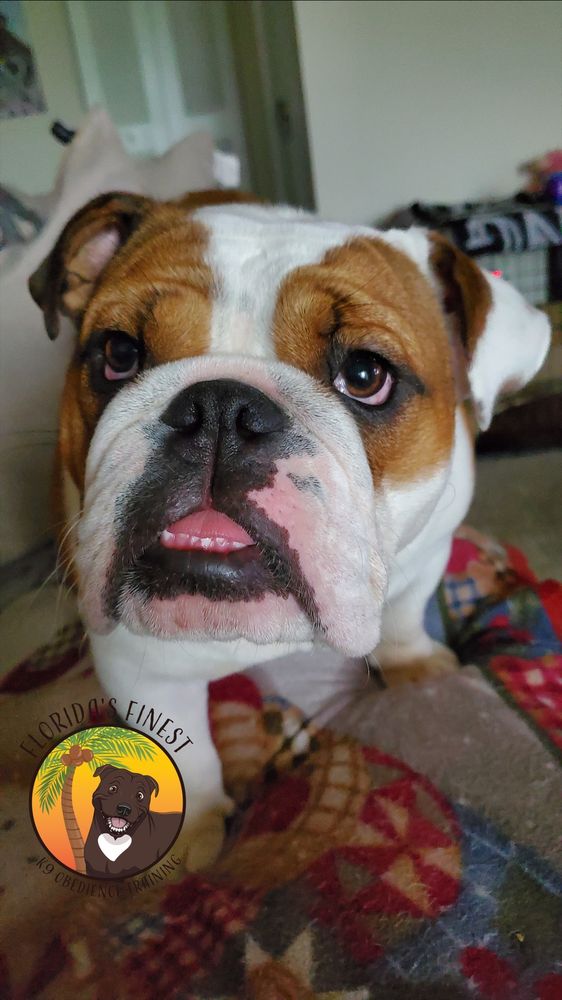 English bulldog relaxing on a couch