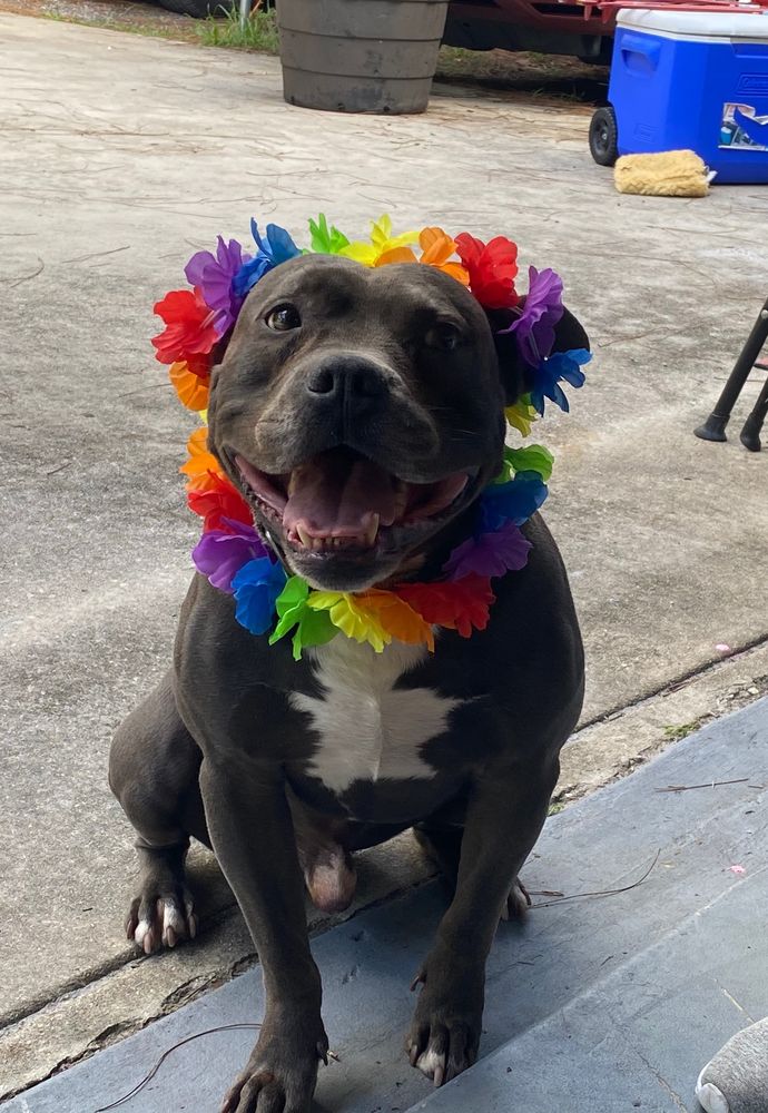 Pit bull wearing a flower lei and smiling