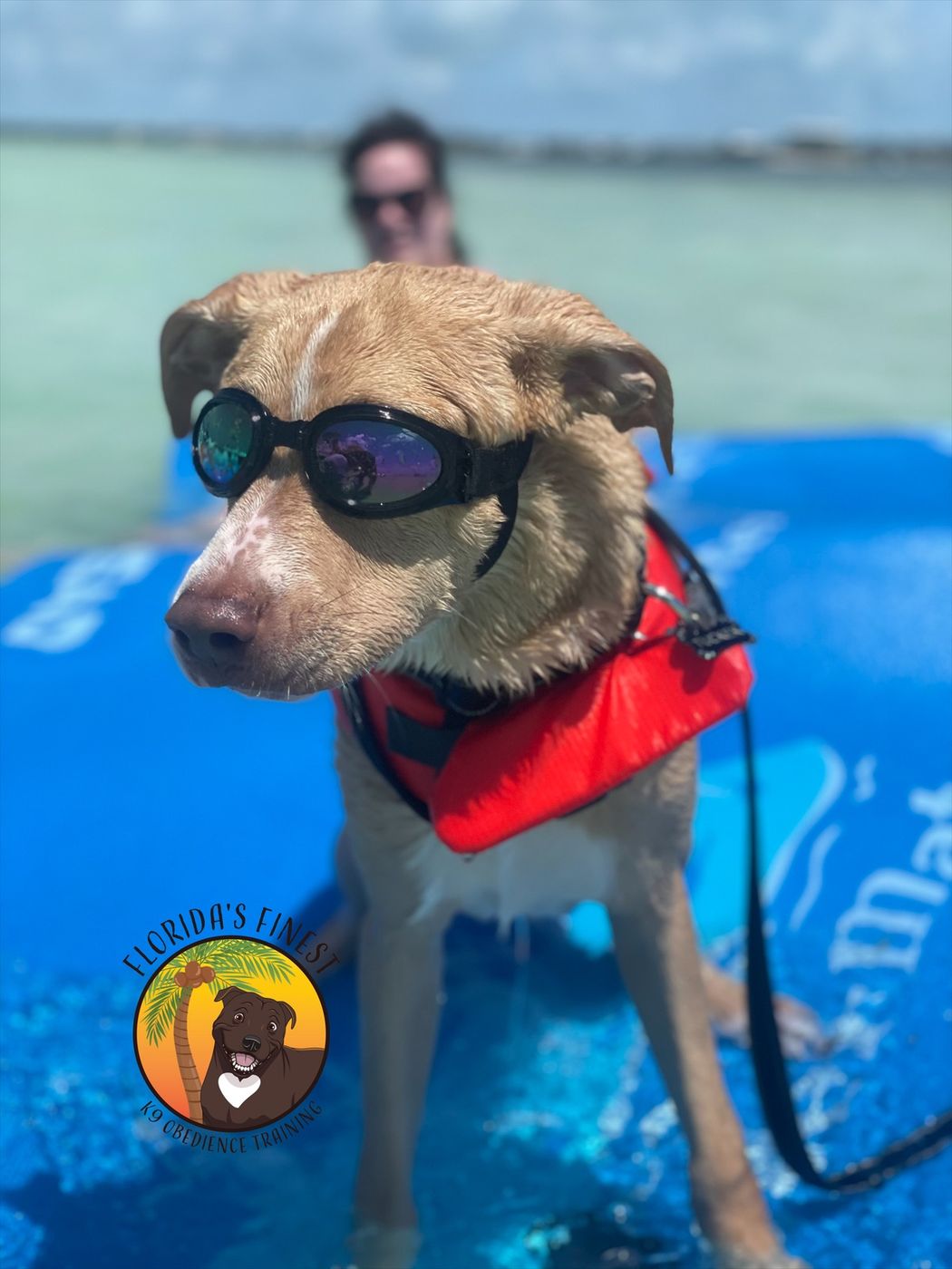 Dog in goggles and a life vest riding a paddleboard
